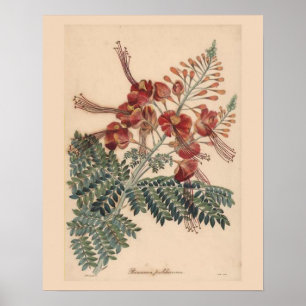 Vintage Botanical Print