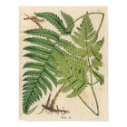 Vintage Botanical Print - Ferns