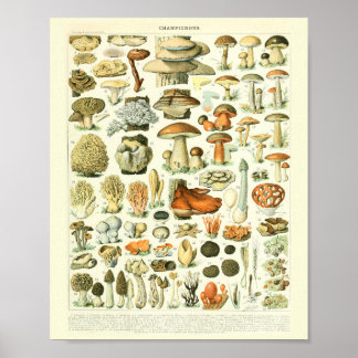 Vintage Botanical Print Mushrooms Science Poster