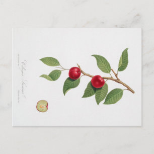 VINTAGE BOTANICAL PRINT OF CHERRY BLOSSOM POSTCARD
