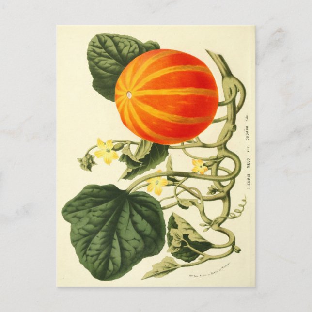 Vintage botanical print of pumpkin. postcard (Front)