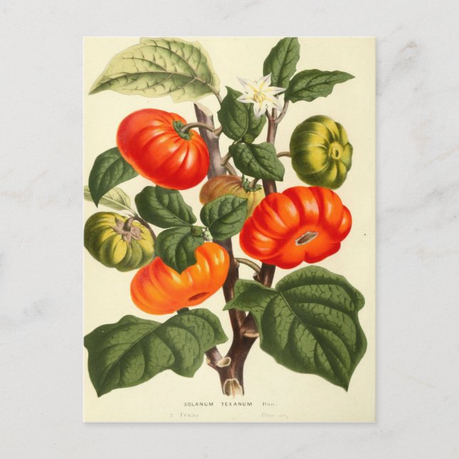 Vintage Botanical Print of Tomato Postcard (Front)
