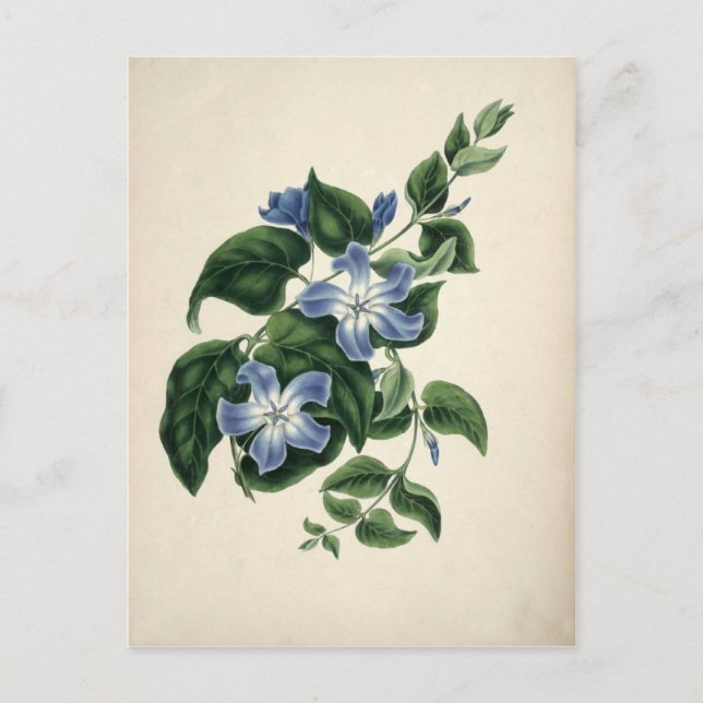 Vintage botanical print postcard (Front)