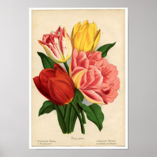 Vintage Botanical Print - Tulips