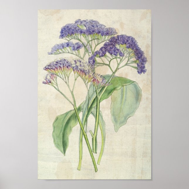 Vintage Botanical Profuse-Flowered Statice Poster (Front)
