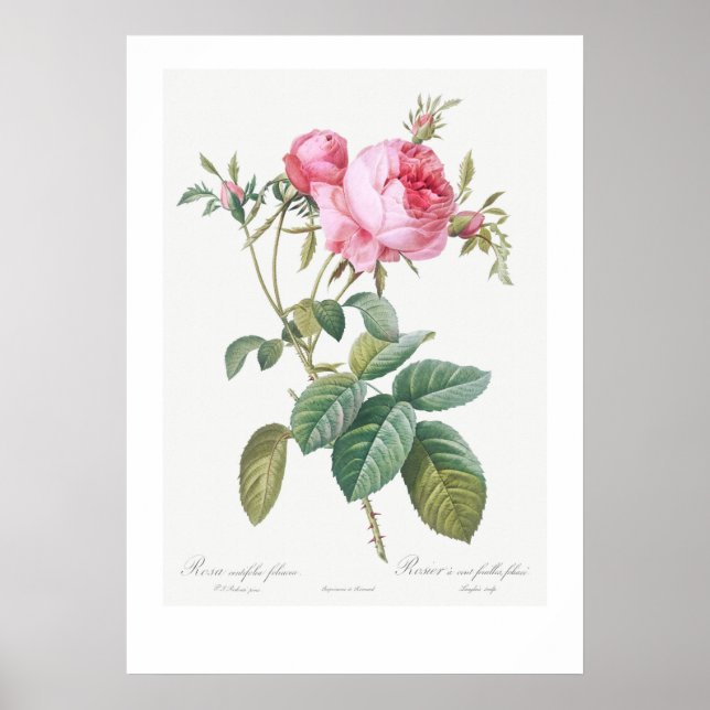 VINTAGE BOTANICAL ROSE ILLUSTRATION  POSTER (Front)