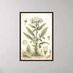 Vintage Botanical Scientific Illustration Canvas Print