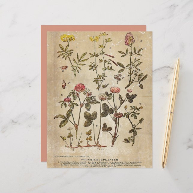 Vintage Botanical Scrapbook Paper (Front/Back In Situ)