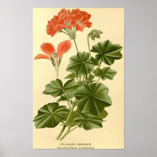 Vintage Botanical Study Ivy Leaved Geranium Illust Poster