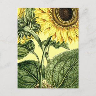Vintage Botanical Sunflower Garden Spring Postcard