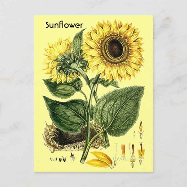 Vintage Botanical Sunflower Garden Spring Postcard (Front)