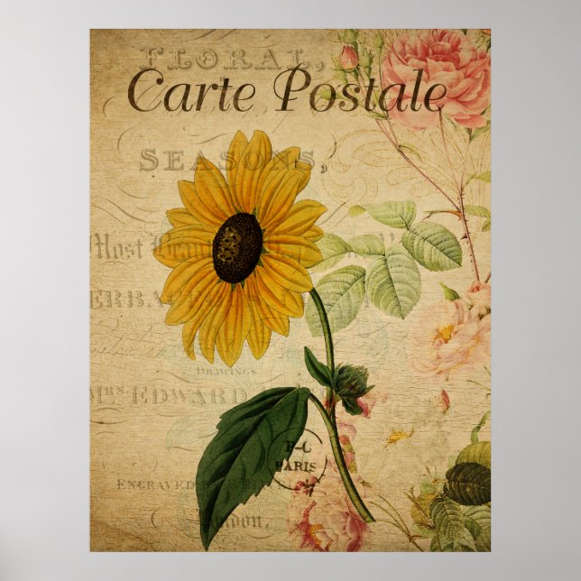 Vintage Botanical Sunflower Postcard Poster (Front)