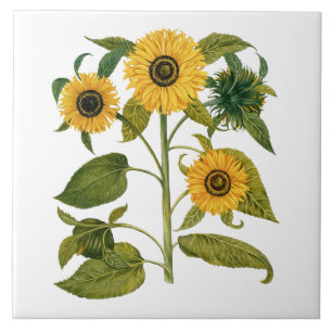 Vintage Botanical Sunflower Tile