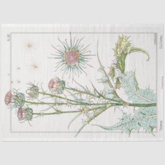 Vintage botanical thistle  tissue paper