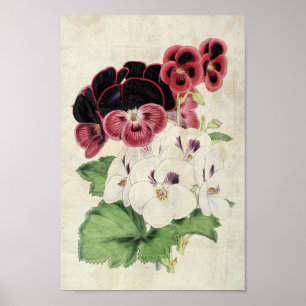 Vintage Botanical Varieties of Pelargoniums Poster