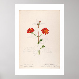 VINTAGE BOTANICAL WATERCOLOUR BY HELEN SHARP POSTER