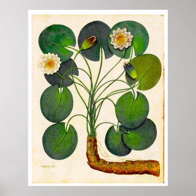 Vintage Botanical Waterlily Poster (Front)