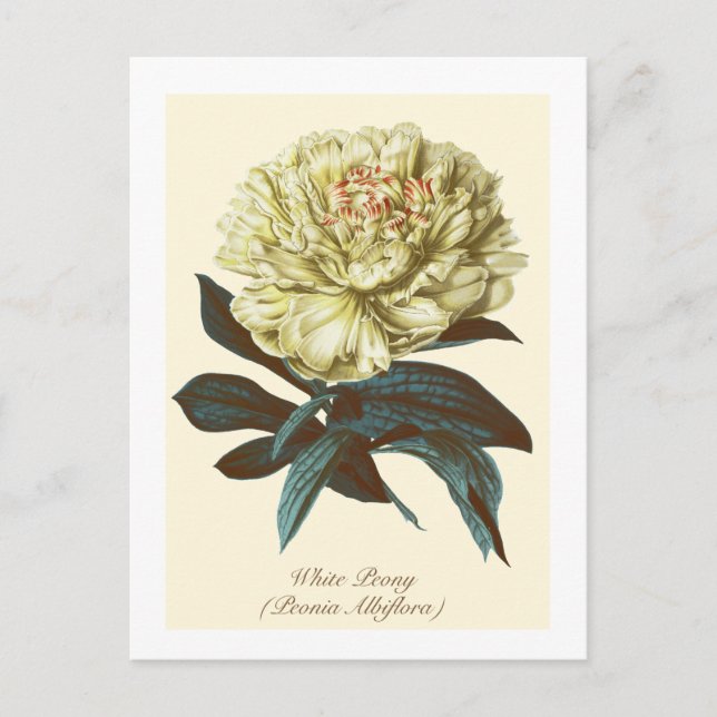Vintage Botanical White Peony Indiana Flower Postcard (Front)
