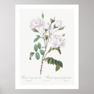 VINTAGE BOTANICAL WHITE ROSE ILLUSTRATION  POSTER