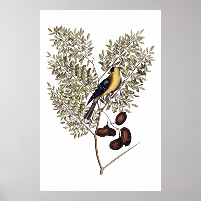 Vintage botanical with yellow bird poster (Front)