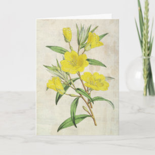 Vintage Botanical Young's Evening Primrose Card