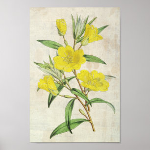 Vintage Botanical Young's Evening Primrose Poster
