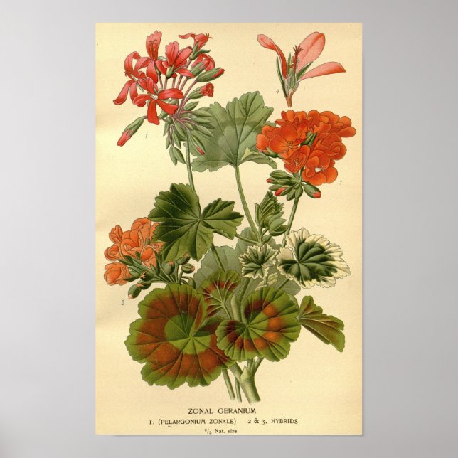 Vintage Botanical Zonal Geranium Floral Illustrati Poster (Front)