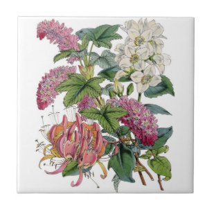 Vintage Botanicals Illustrations Tile