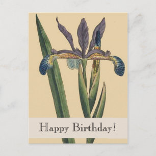 Vintage Botanicals Iris Birthday Postcard