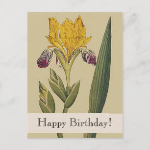 Vintage Botanicals Iris Happy Birthday Postcard