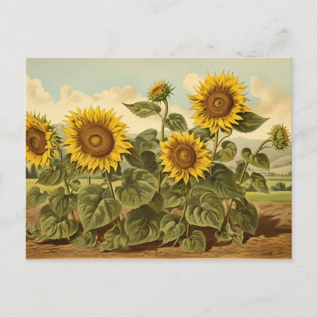 Vintage Botanicals Sunflower Garden Postcard (Front)