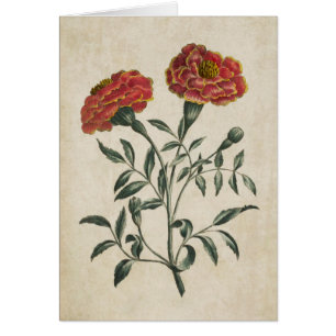 Vintage Botanique Floral Français Marigold