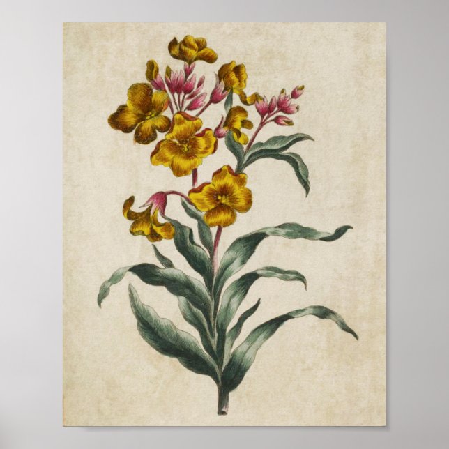 Vintage Botanique Floral Mur Impression (Devant)