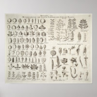 Vintage Botany Leaves & Flowers Reference, 1753
