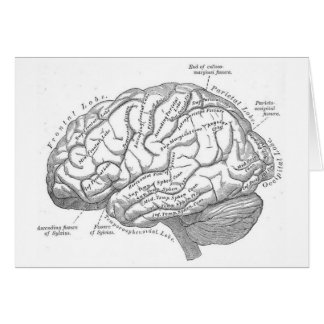 Vintage Brain Anatomy