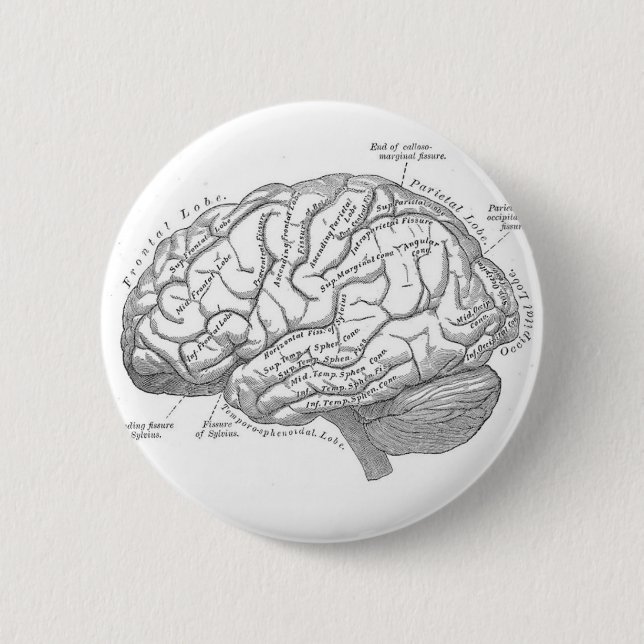 Vintage Brain Anatomy 2 Inch Round Button (Front)