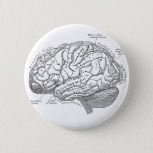 Vintage Brain Anatomy 2 Inch Round Button