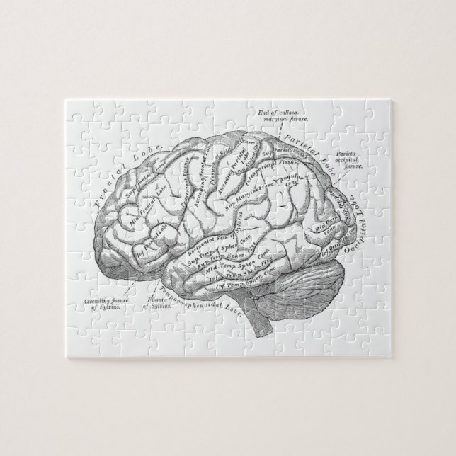 Vintage Brain Anatomy Jigsaw Puzzle (Horizontal)