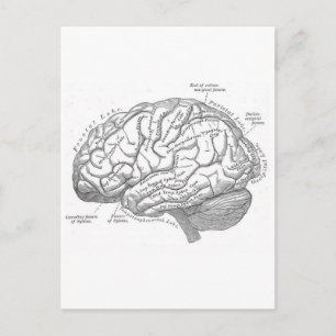 Vintage Brain Anatomy Postcard