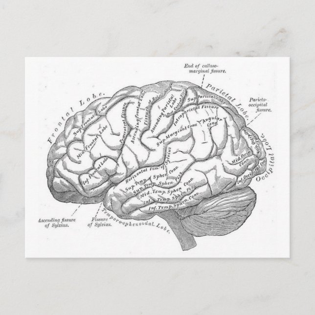 Vintage Brain Anatomy Postcard (Front)