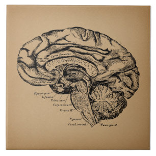 Vintage Brain Diagram Antique Medical Anatomy Art Tile