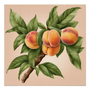 Vintage Branch with Peach Fruit Illustration  Poster
