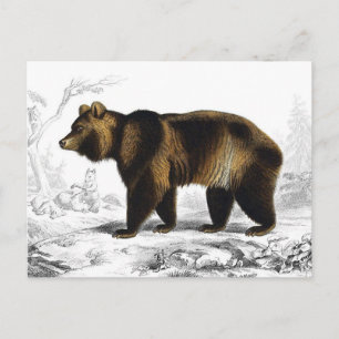 Vintage Brown Bear Book Illustration Postcard