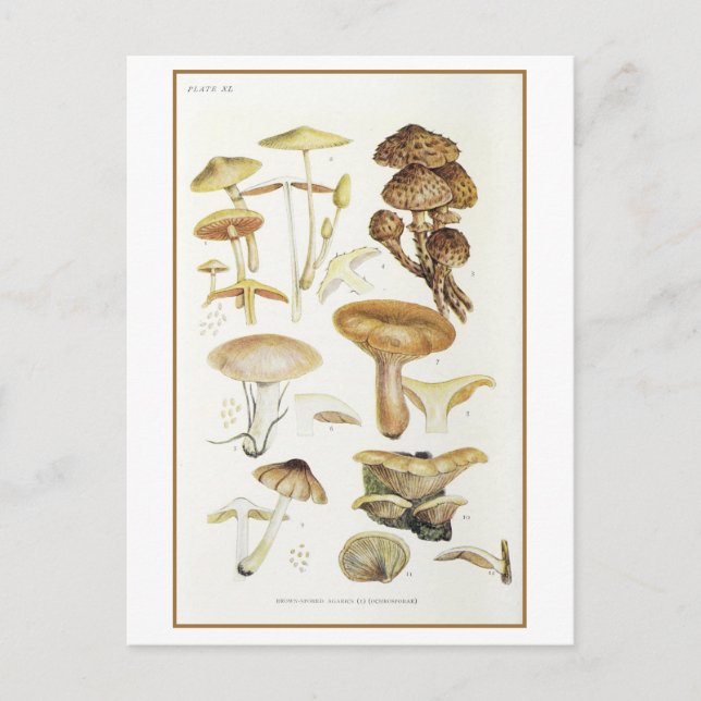 Vintage Brown Mushroom Illustration Postcard (Front)