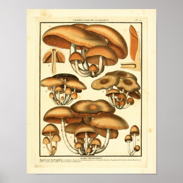 Vintage Brown Mushrooms French Art Print (Front)