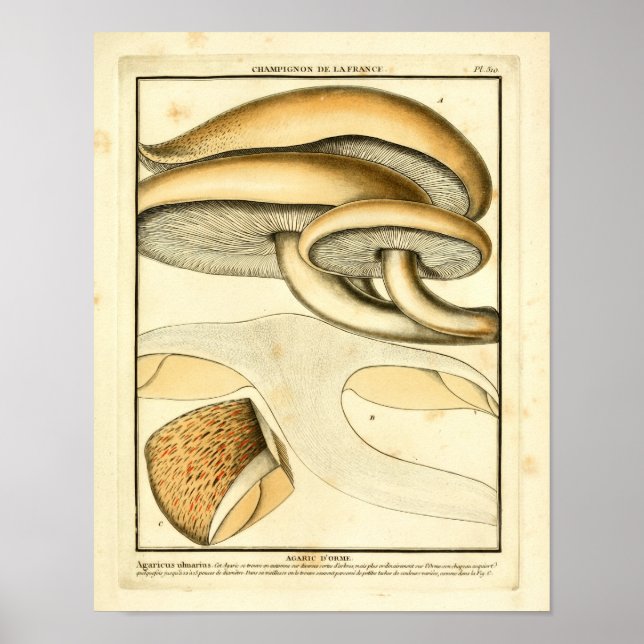 Vintage Brown Mushrooms French Art Print (Front)