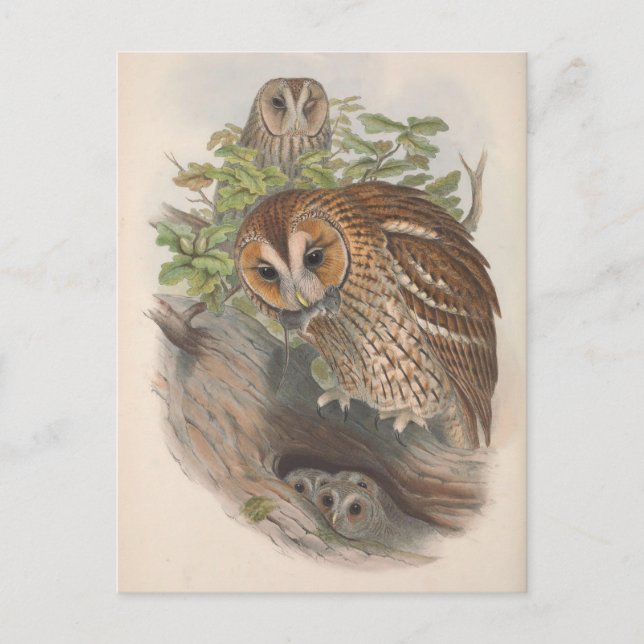 Vintage Brown Owl Bird Postcard (Front)