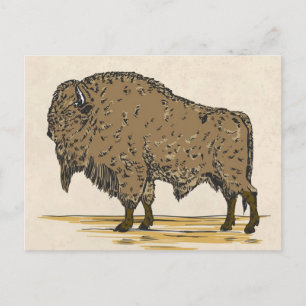 Vintage Buffalo Postcard