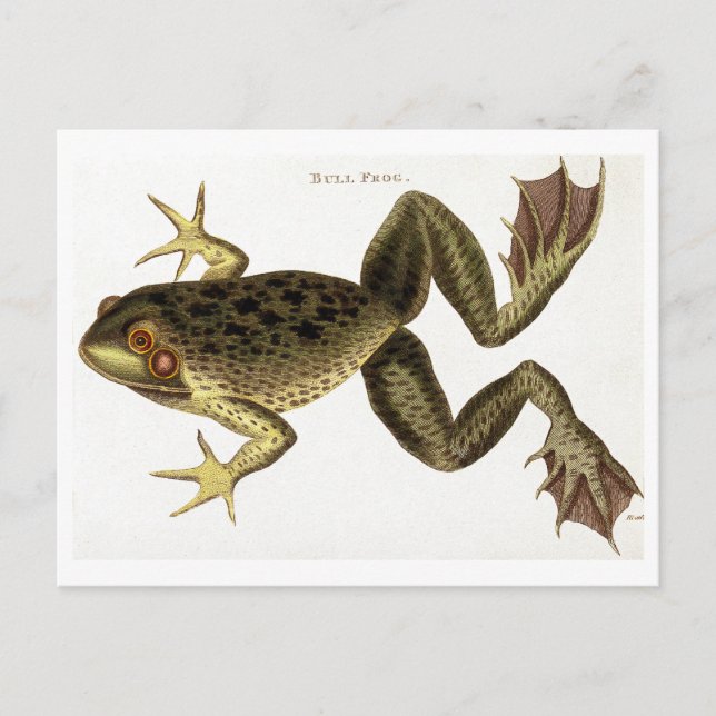 Vintage Bull Frog Illustration Postcard (Front)