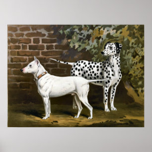 Vintage Bull Terrier and Dalmatian dog art Poster